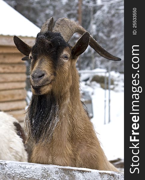 Posing goat in the village enclosure in winter. Posing goat in the village enclosure in winter