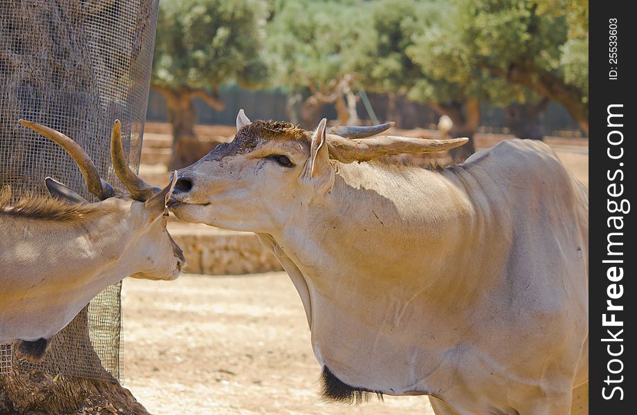 A female antelope takes care of own puppy. A female antelope takes care of own puppy