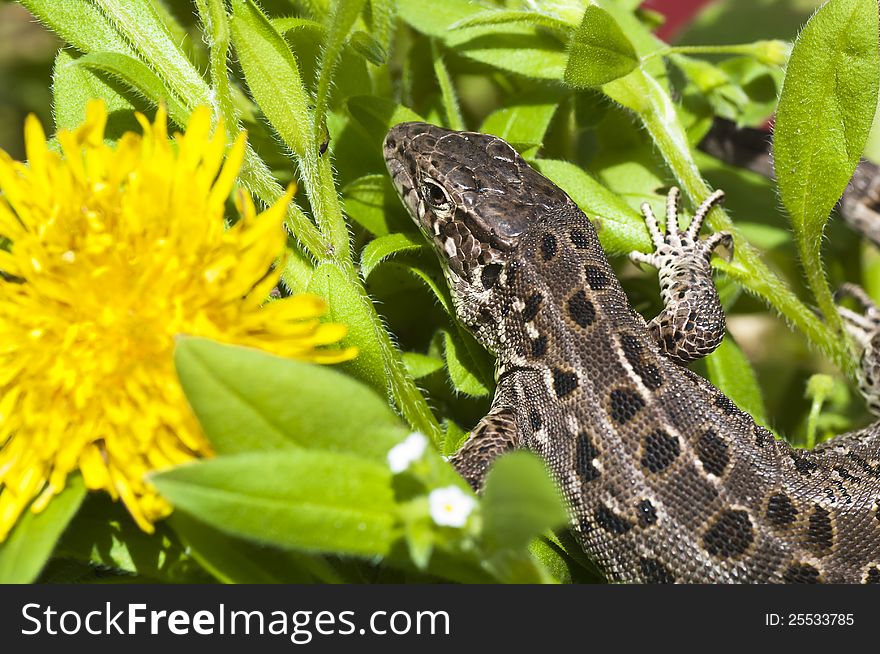 Beautiful Lizard On Flowers