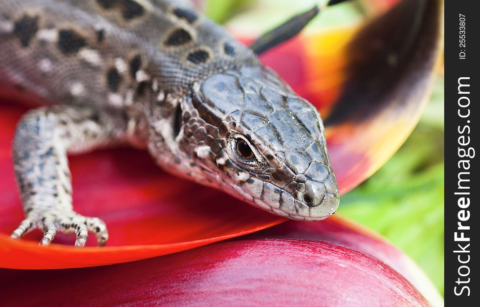 Portrait of lizards on the background color