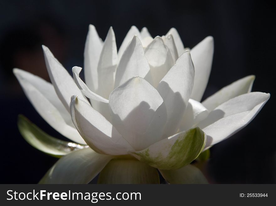 A beautiful white water lilly