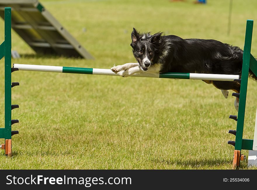 Collie At Agility