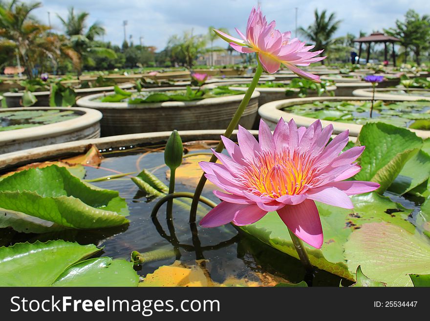 Pink lotus flower in full bloom. Pink lotus flower in full bloom.