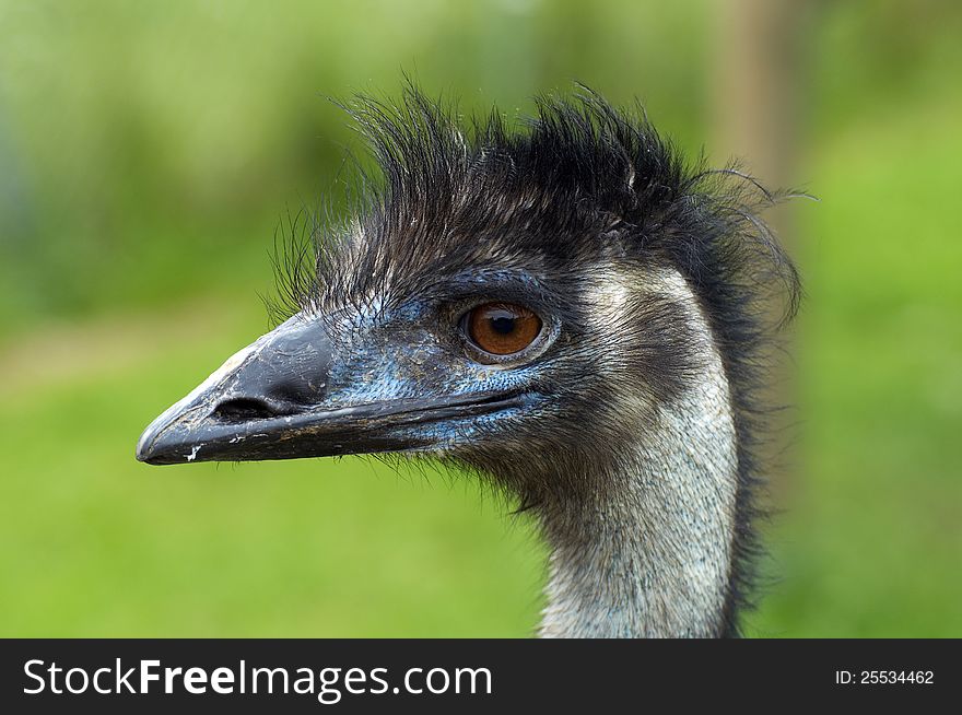 Portrait of an ostrich in ZOO