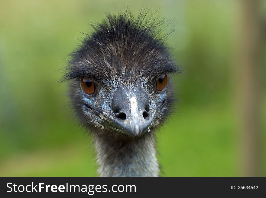 Portrait of an ostrich in ZOO