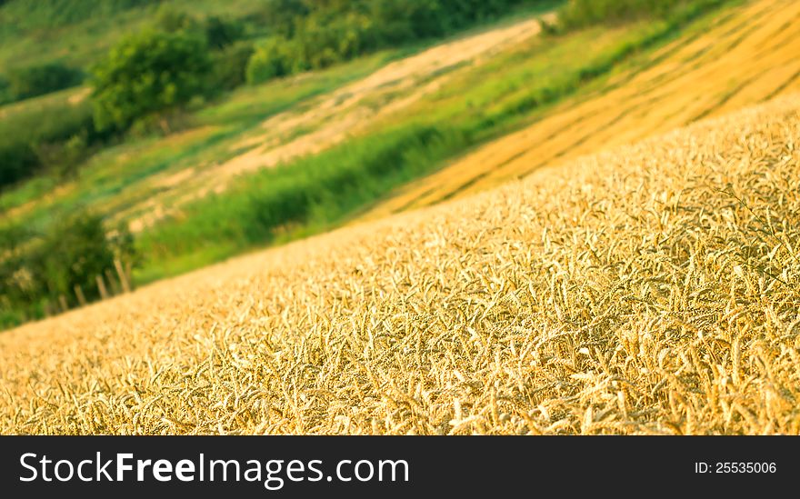 Wheat field and beautiful lanscape around