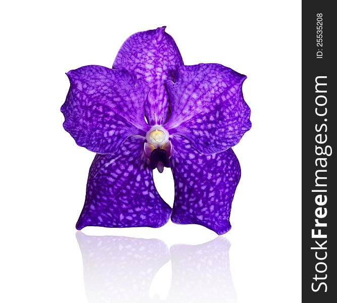 Beautiful violet orchid against on white background