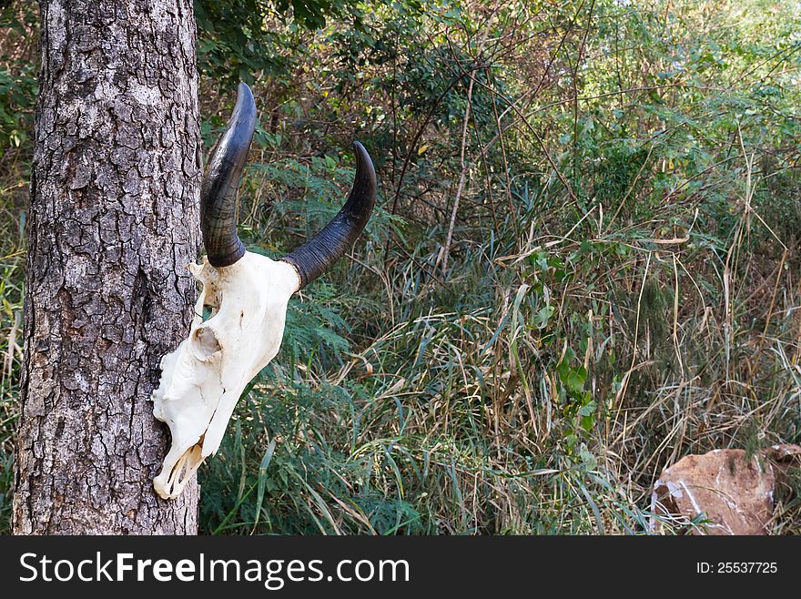 Skull buffalo hang on tree in forest