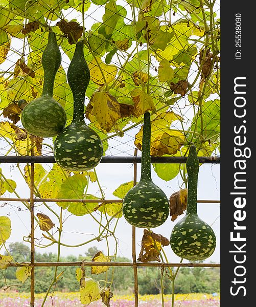 Squash growing on the vine in vegetable garden. Squash growing on the vine in vegetable garden