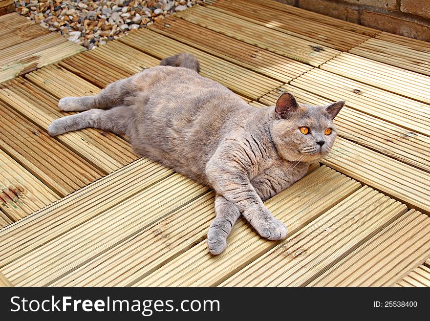 Photo of a beautiful pedigree cat resting on luxury decking boards. Photo of a beautiful pedigree cat resting on luxury decking boards.