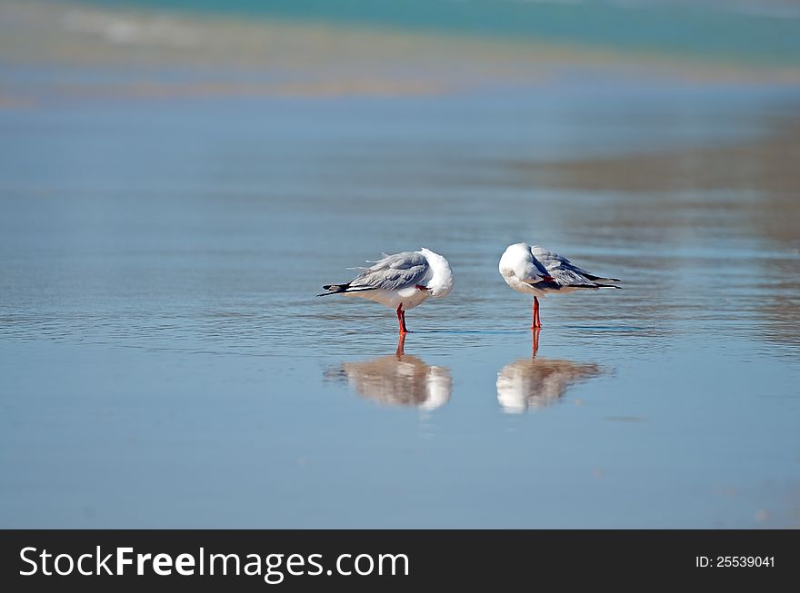 Two seagulls facing each other as in a mirror image, preening themselves in the sea water; copy space The Silver Gull (Chroicocephalus novaehollandiae) also known simply as seagull in Australia, is the most common gull seen in Australia. Two seagulls facing each other as in a mirror image, preening themselves in the sea water; copy space The Silver Gull (Chroicocephalus novaehollandiae) also known simply as seagull in Australia, is the most common gull seen in Australia.