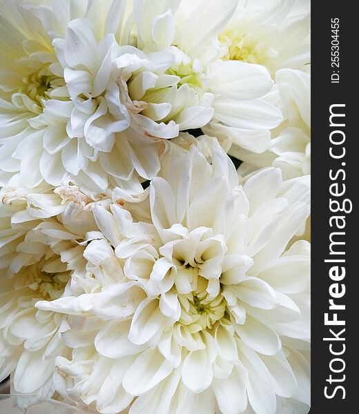 White Chrysanthemums & X28 Chrysanthemum& X29  Are Beautiful And Delicate Flowers