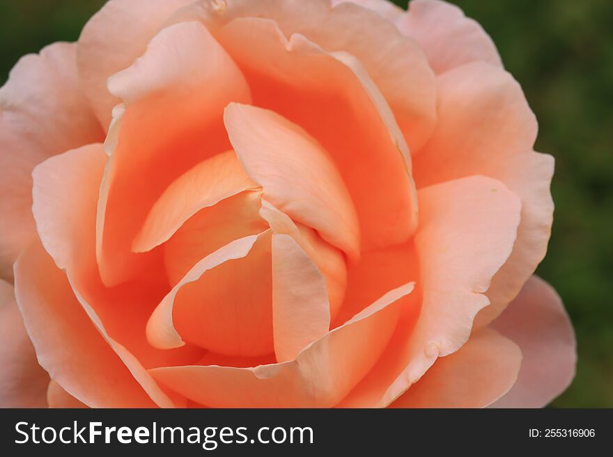 Rose flower with orange petals