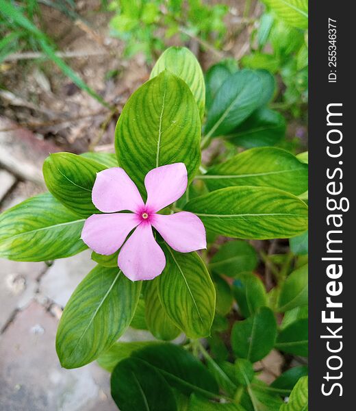 Pink Flower Bloom In A Home Garden In Summer With Green Leaves