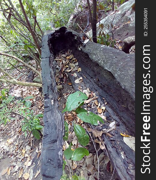 Old died kaluwara tree in srilwnkan forest