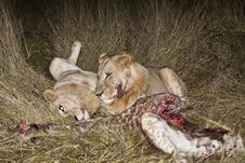 Young Male Lions Rolling On Back In Grass Royalty Free Stock Photo Young Male Lions Rolling On Back In Grass Royalty Free Stock Photo