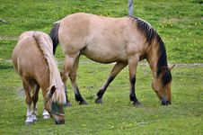 Two Horses Royalty Free Stock Photo Two Horses Royalty Free Stock Photo
