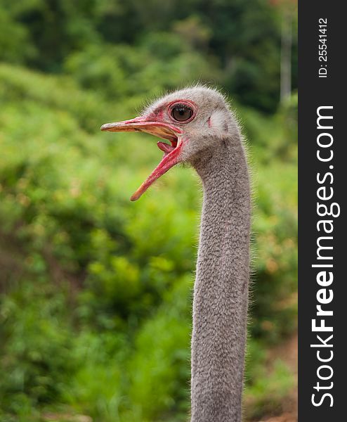 African ostrich with an open beak
