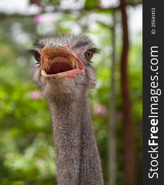 African ostrich with an open beak