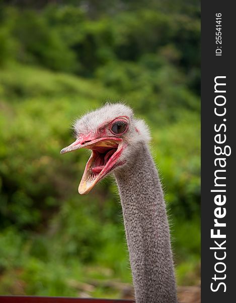 African ostrich with an open beak