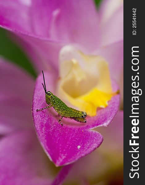 Green grasshoper on pink siam tulip. Green grasshoper on pink siam tulip.