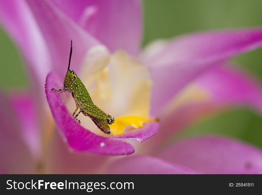 Green grasshoper on pink siam tulip. Green grasshoper on pink siam tulip.