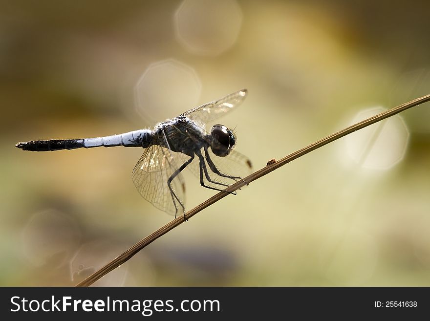 A dragonfly on brown background. A dragonfly on brown background