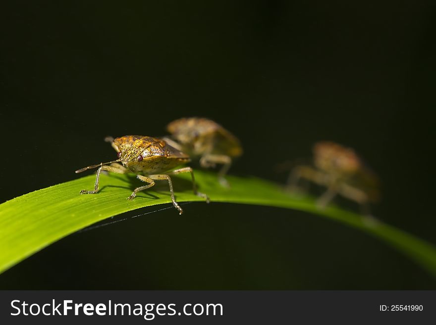 Large stink bugs on the long green grass