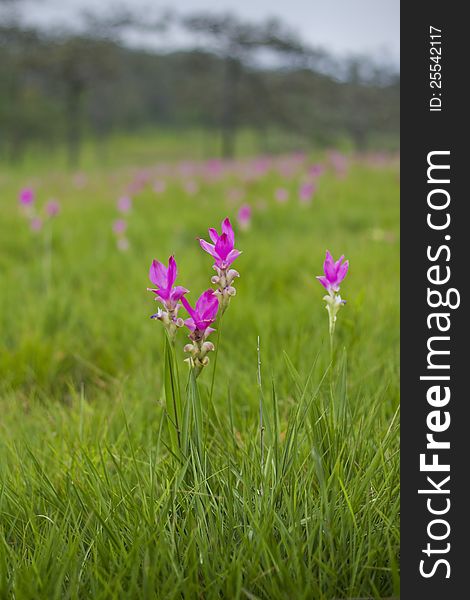 Siam tulip at Chaiyaphum Province, Thailand.