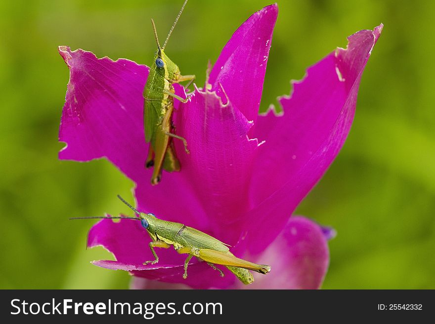 Green grasshoper on pink siam tulip. Green grasshoper on pink siam tulip.