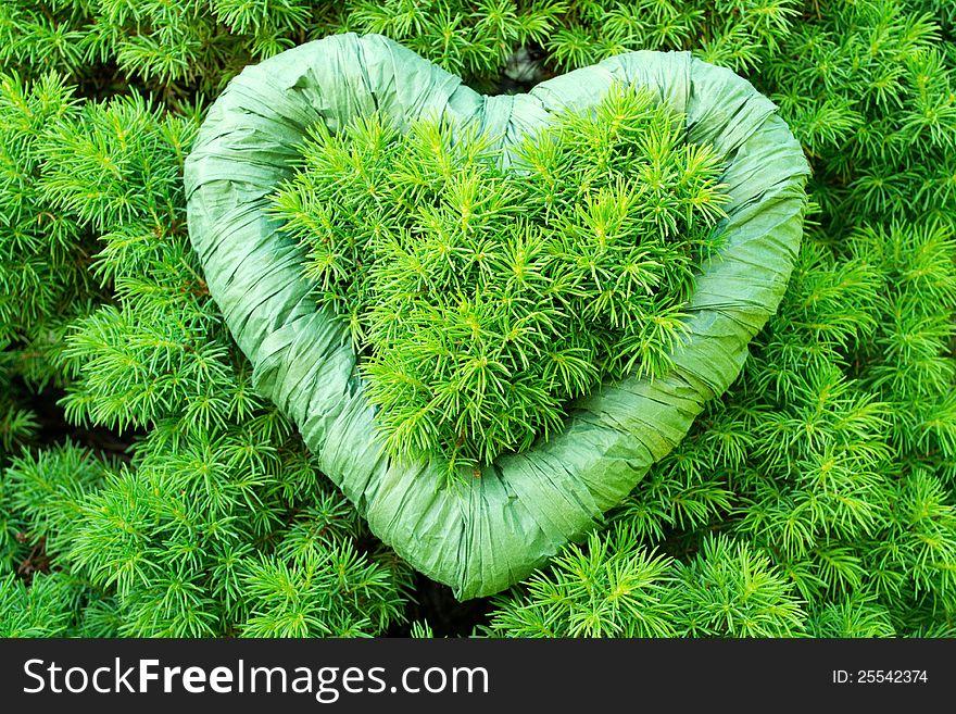 Green heart of paper in a white spruce / picea glauca. Green heart of paper in a white spruce / picea glauca