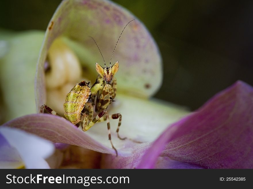 Brown mantis on siam tulip