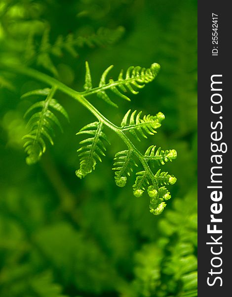 Beautiful fern plant in sunshine / Pteridophyta. Beautiful fern plant in sunshine / Pteridophyta