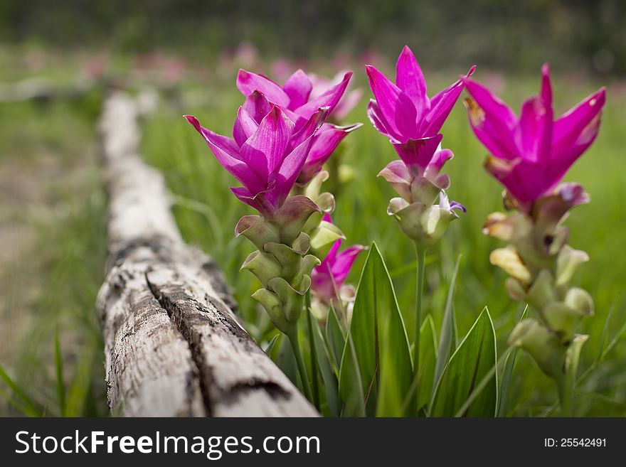 Siam tulip at Chaiyaphum Province, Thailand.