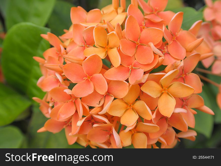 Group of orange red flower on green leaf background in day light. Group of orange red flower on green leaf background in day light