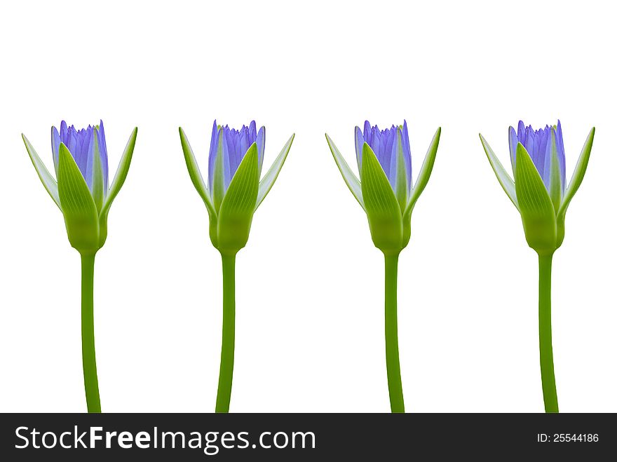 Group of violet lotus on white background