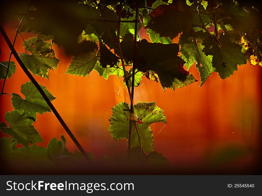 Grape leaves against orange background