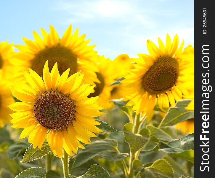 Yellow sunflower fields around my country. Yellow sunflower fields around my country
