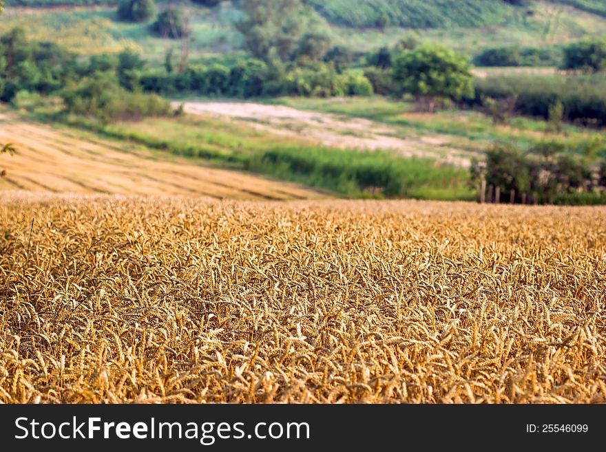 Wheat field and beautiful lanscape around