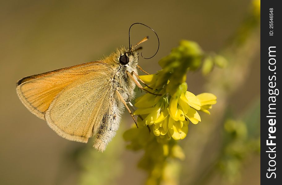 Safflower Skipper (Pyrgus carthami) on a yellow flower. Safflower Skipper (Pyrgus carthami) on a yellow flower