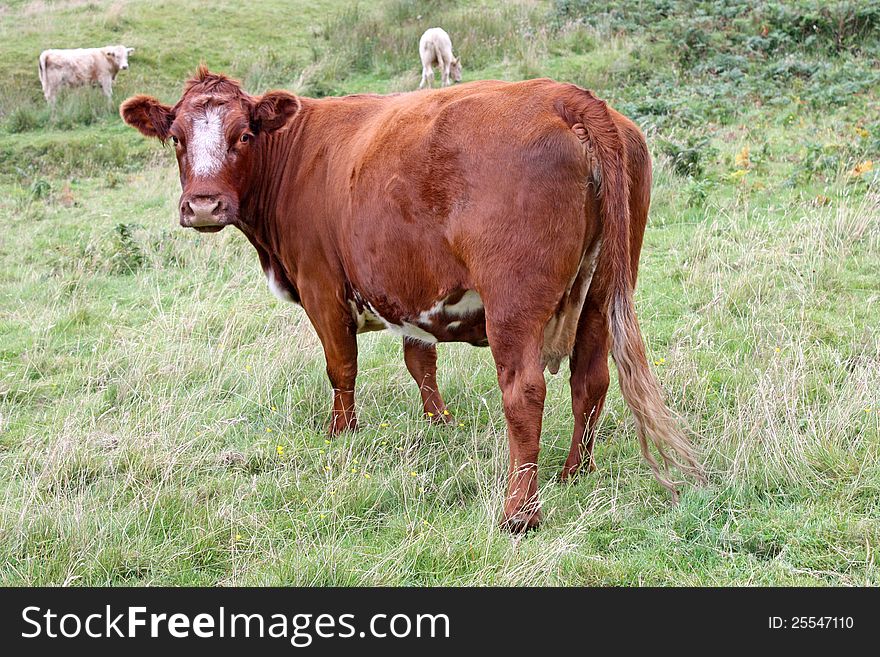 A Brown and White Cow on Rough Grassland. A Brown and White Cow on Rough Grassland.