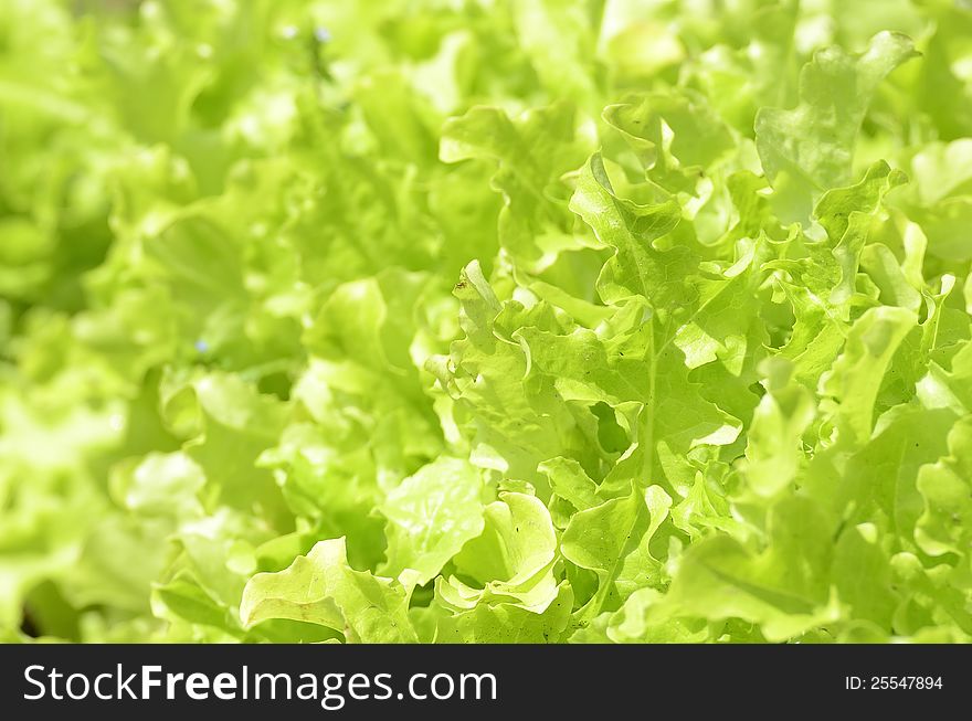 Lettuce in the fields from sweden