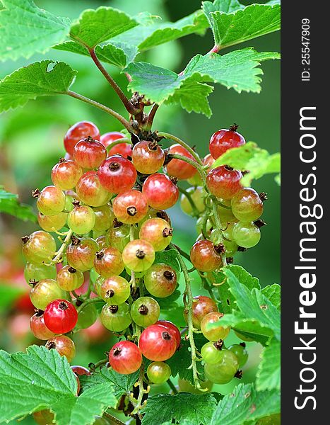 A red currant bush in the summer