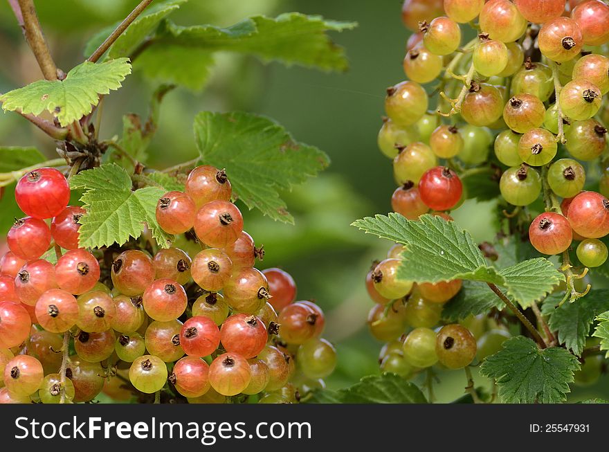 A red currant bush in the summer