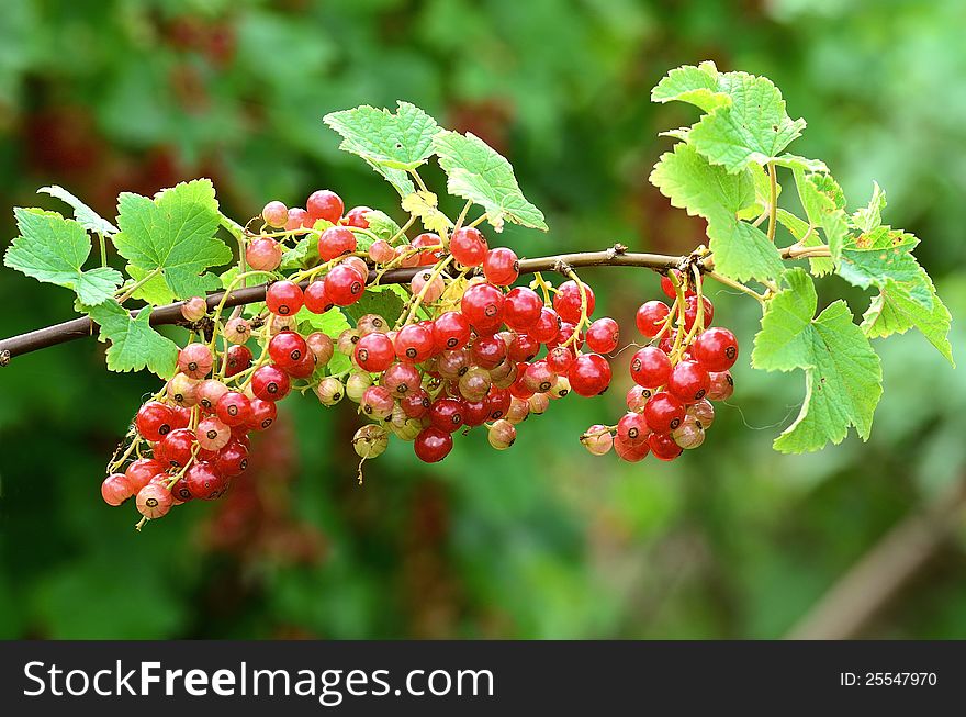 A red currant bush in the summer