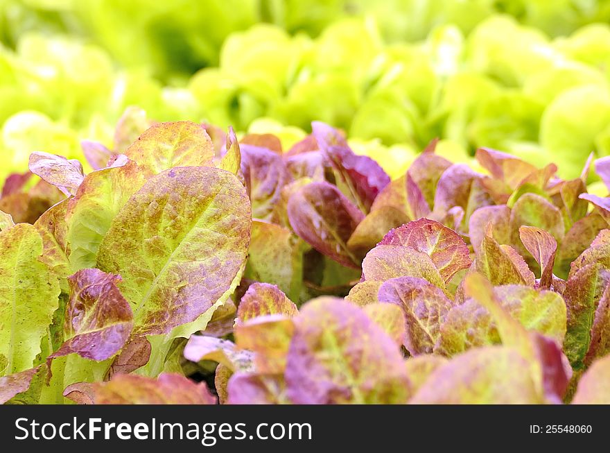 Red little baby lettuce in the fields from swedenin