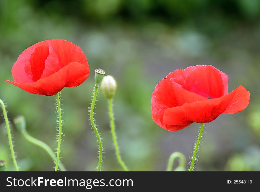 Oriental poppies in red