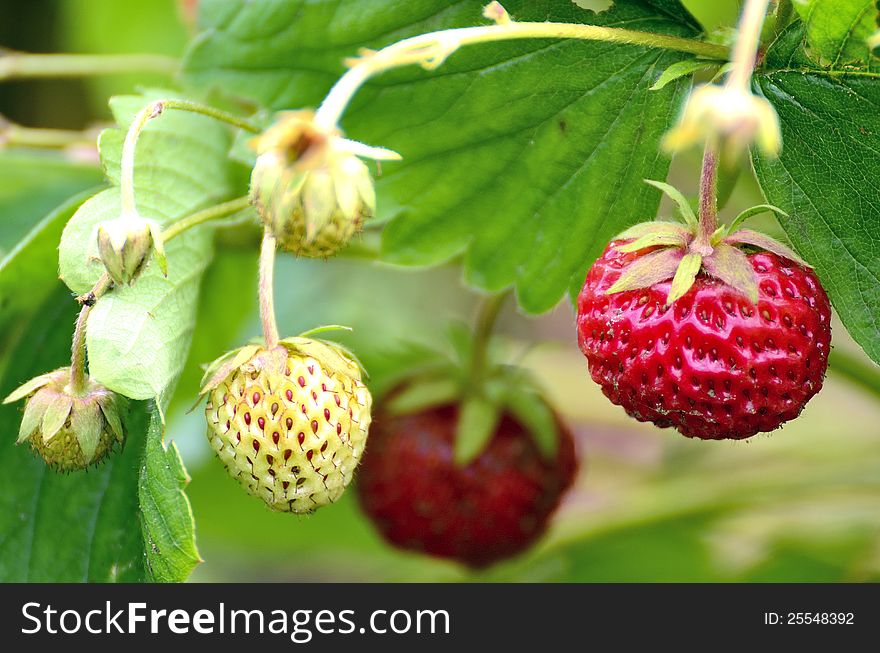 A Bush of strawberry in the summer