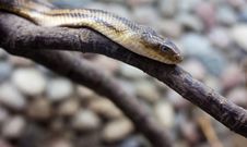 Dangerous Snake Stock Images Dangerous Snake Stock Images
