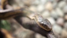 Dangerous Snake On Hte Branch Stock Image Dangerous Snake On Hte Branch Stock Image